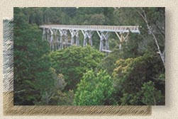 Percy Burn Viaduct on the Waitutu Track